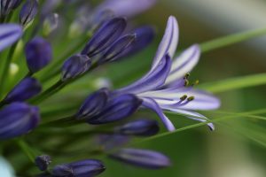 bordure fiorite agapanthus