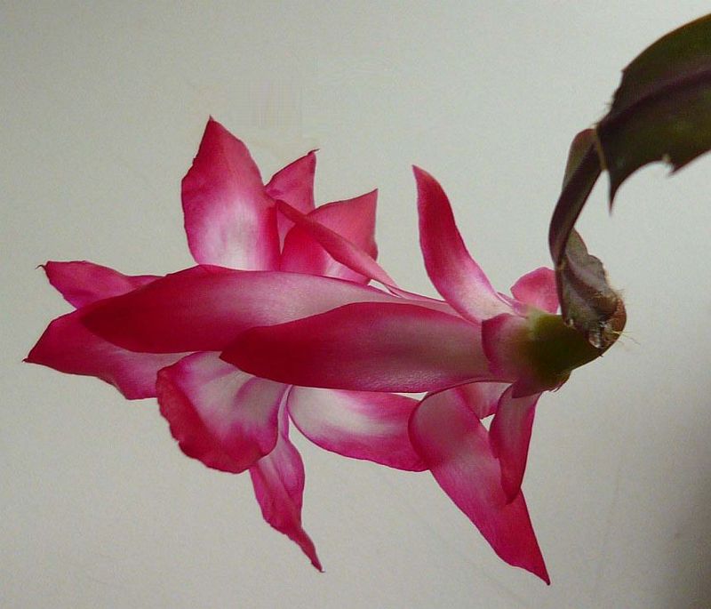 Cactus-di-Natale