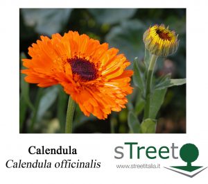 calendula