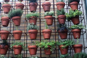 come-seccare-piante-appartamento-2