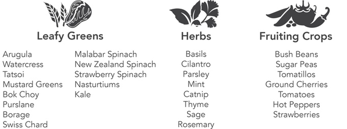 elenco verdure orto in casa