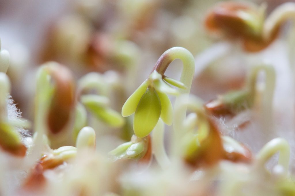 semina-impianto-raccolto-luna-