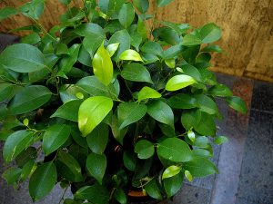 ficus-benjamin-2