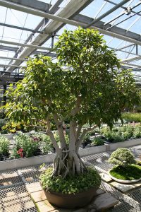 ficus-benjamin-3