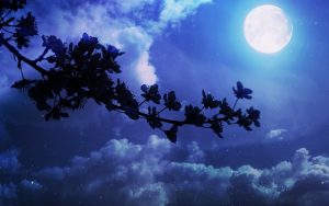 fiori-notte
