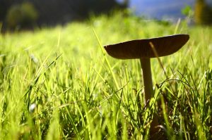 funghi
