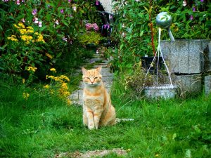 gatto-giardino-2