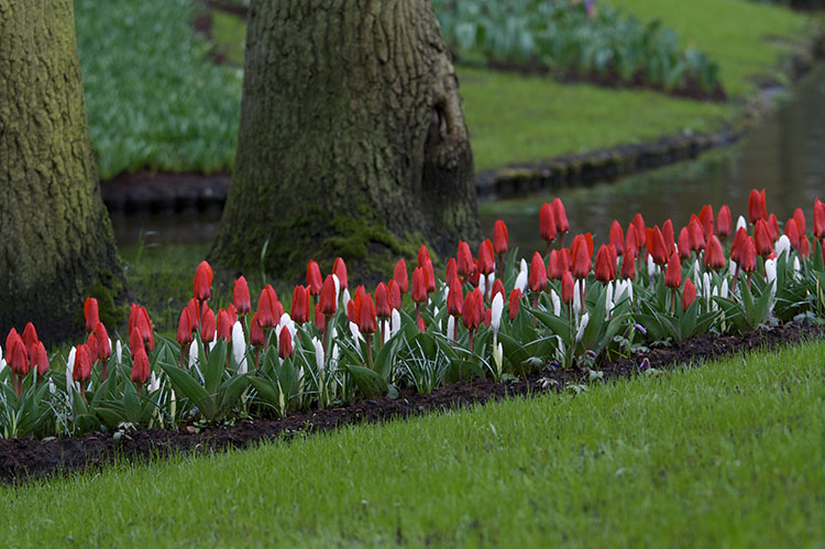 giardini keukenhof olanda