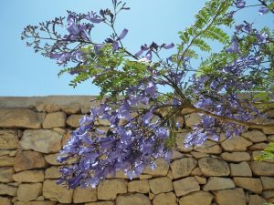 jacaranda alberi fioriti giardino