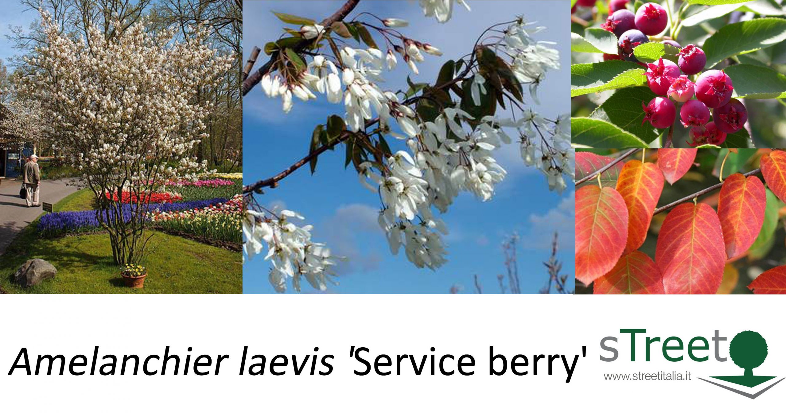 Amelanchier laevis 'Service berry' Amelanchier laevis 'Service berry'