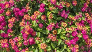 lantana-2