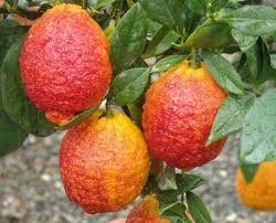 limone-rosso