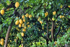 limoni