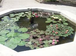 ninfee_Orto_Botanico_Padova