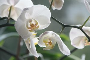 orchidea_bianca