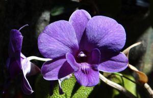 orchidea_viola