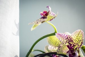 orchidee 2
