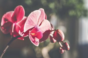 orchidee