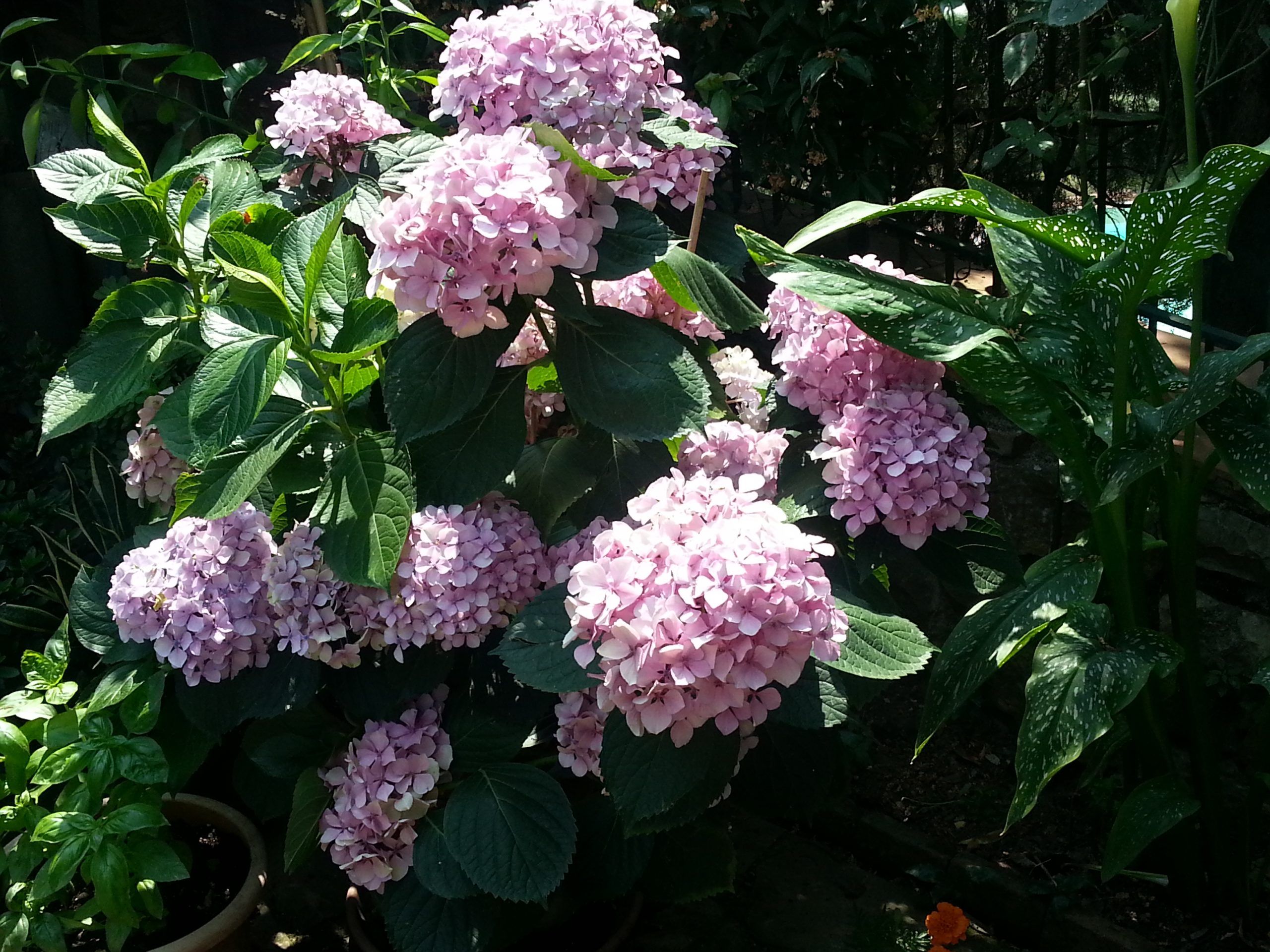 ortensia-4-hydrangea-macrophilla