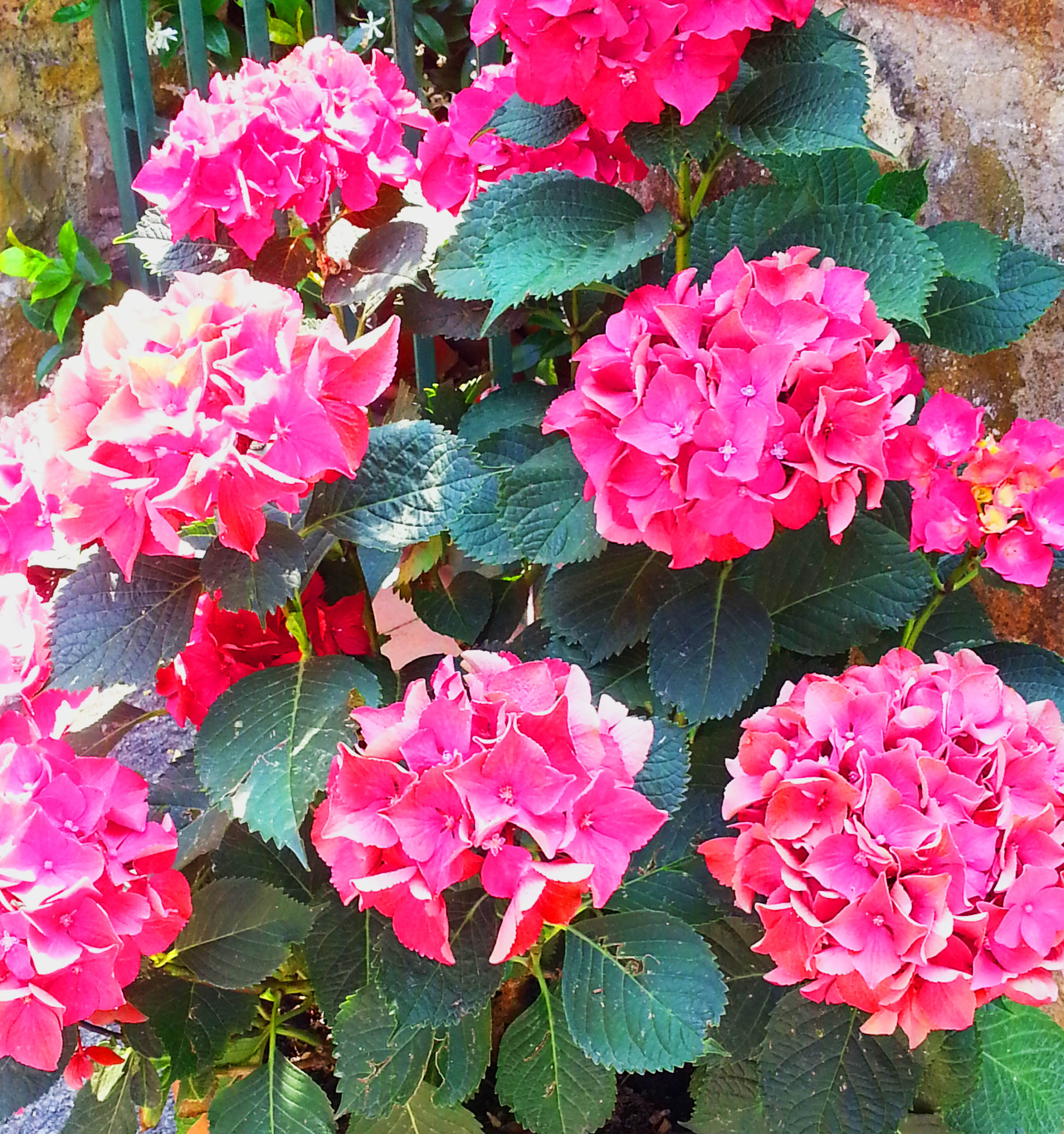 ortensia-4-hydrangea-macrophilla