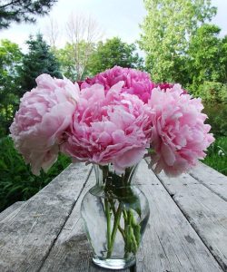 peonia 3