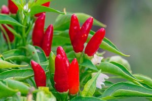 peperoncino coltivazione cura
