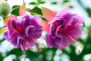 pianta-fucsia-2