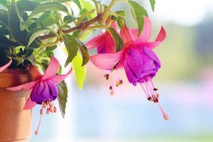 pianta-fucsia-3