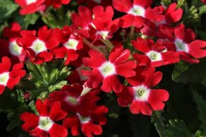 piante-annuali-verbena