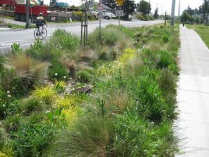 rain garden