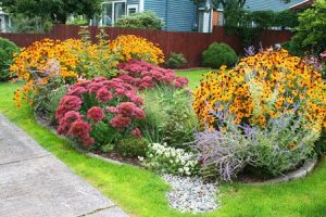 rain garden