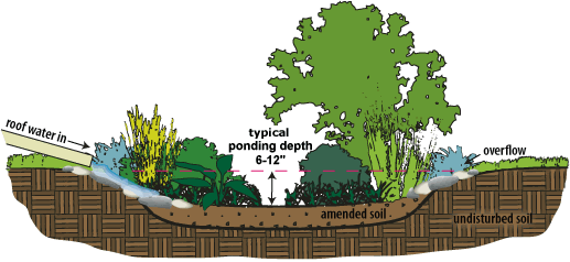 raingardens