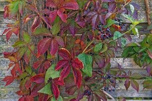 rampicanti-giardino-partenocissus