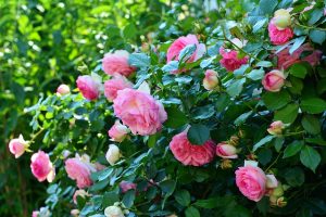 rosa