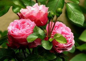 rosa