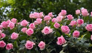 rose coltivazione