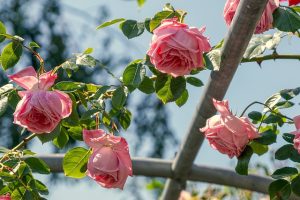 rose coltivazione