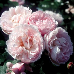 rose rampicanti