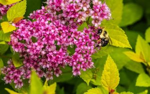 spiraea japonica