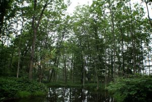 tokachi millennium forest