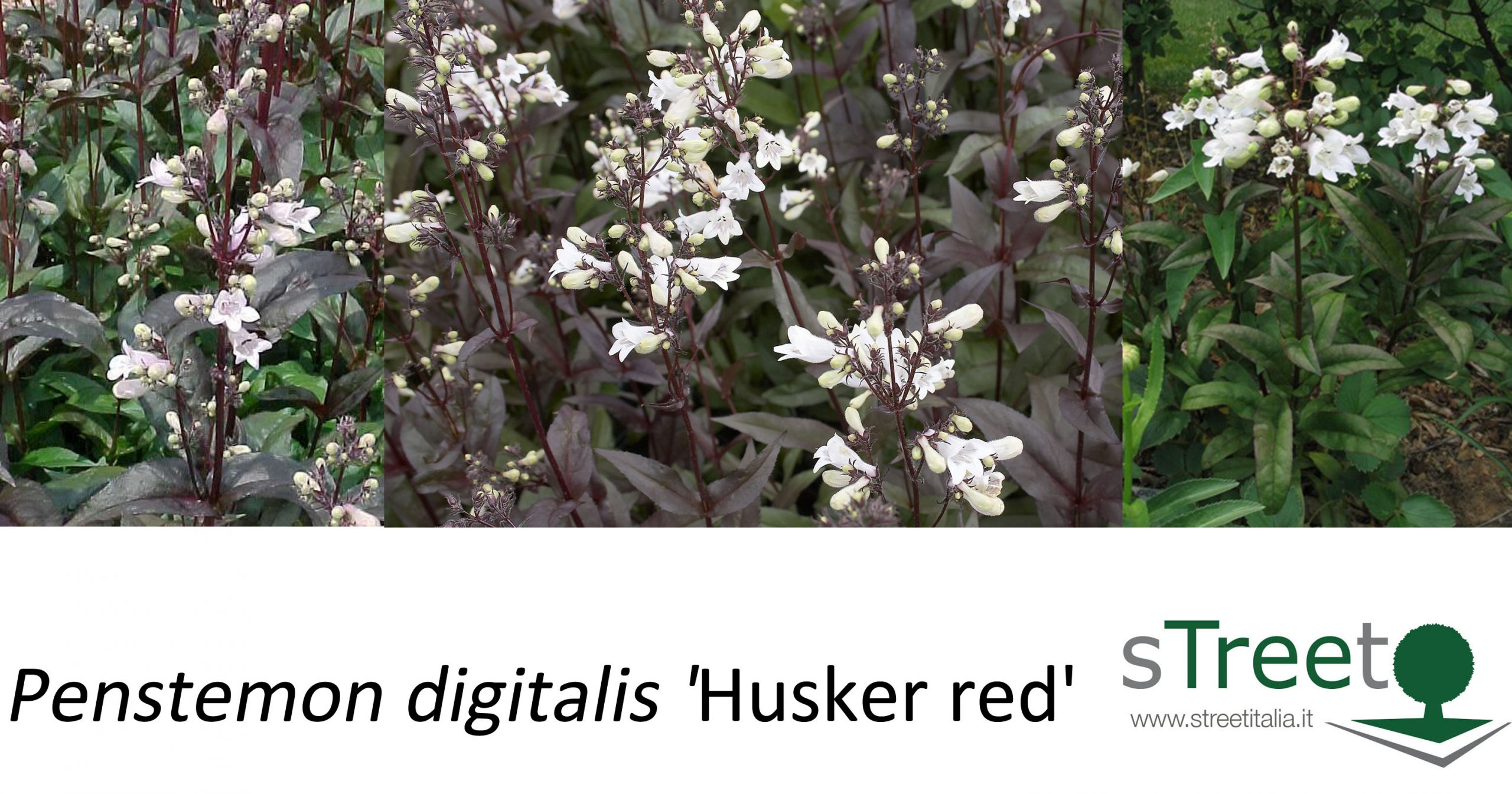 Penstemon digitalis 'Husker red' Penstemon digitalis 'Husker red'