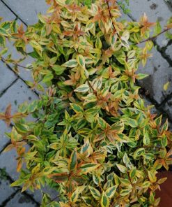 Alternative view of Abelia x grandiflora ‘Kaleidoscope’
