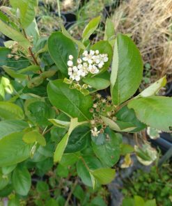 Alternative view of Aronia nera   -  Aronia melanocarpa ‘Viking’