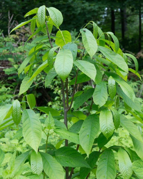 Il banano di montagna (Asimina triloba) | Coltivazione Biologica Il banano di montagna (Asimina triloba) | Coltivazione Biologica