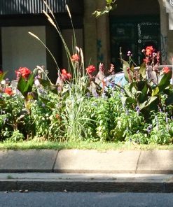 Alternative view of Canna indica – Canna d’India