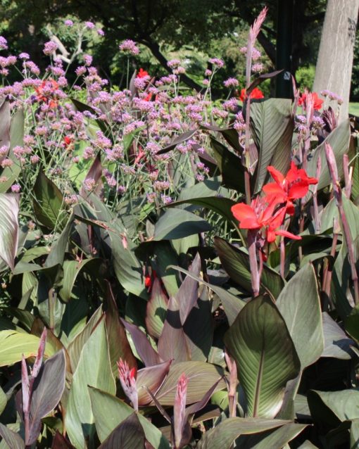Canna indica – Canna d’India