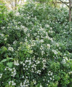 Choisya ternata -  Arancio messicano