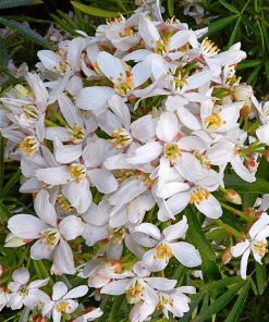 Alternative view of Choisya ternata -  Arancio messicano