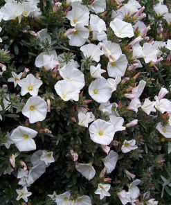 Alternative view of Convolvulus cneorum   -  Convolvolo bianco