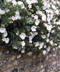 Convolvulus cneorum   -  Convolvolo bianco